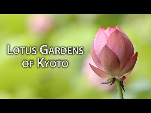 Beautiful Kyoto: Lotus Gardens in Kyoto