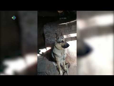 Сыктывкарский пёс Сармат получил звание «Народный герой»