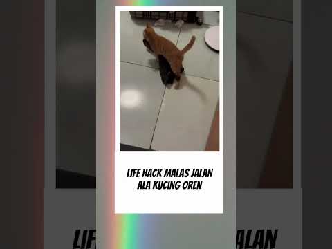 Kreatif emang kucing oren ini #kucing #fyp #videolucu