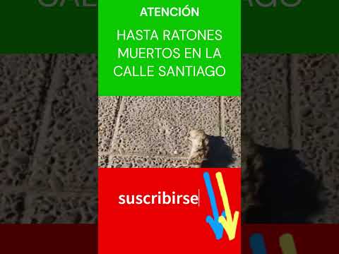 HASTA RATONES MUERTOS TIENEN #hassler COMO ADORNOS EN SANTIAGO 