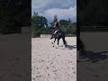 Dressage horse 5j talentvolle merrie