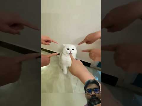 cat fishing 🎣 #funny #fishing #trending #viral #tranding #cartoon #comedy #cat