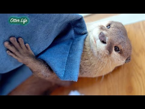 International River Guide, Otter Aty! [Otter Life Day 966]