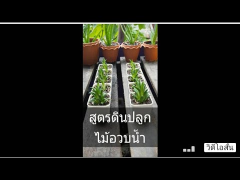 สูตรผสมดินปลูกพืชอวบน้ำ-(ไม่ใช สูตรผสมดินปลูกพืชอวบน้ำ-(ไม่ใช