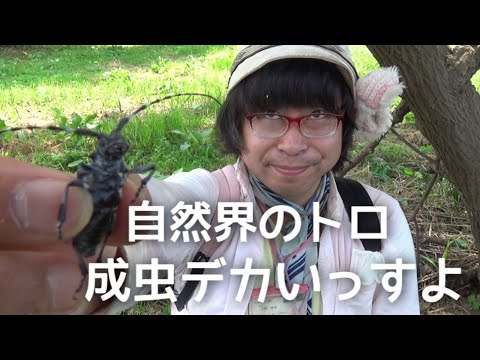 第190回 幼虫の時は自然界のトロと呼ばれるカミキリムシの成虫デカいっすよ【千葉県野田市】