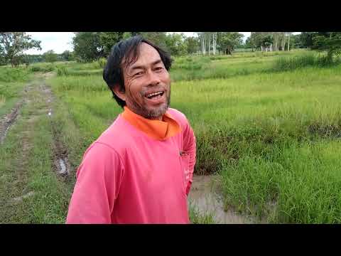ปู่ฤาษีเพิ่นเอ้ดนาหว่าน-หญ้าสู ปู่ฤาษีเพิ่นเอ้ดนาหว่าน-หญ้าสู