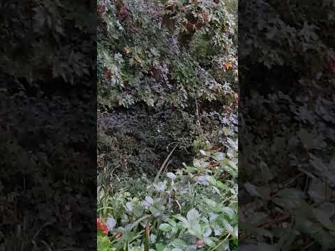 A very relaxing 15 second break #rainsounds #woods  #oregon