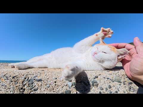 おかっぱ茶シロ猫が堤防でゴロンと寝転んで気持ちよさそうに日光浴をする
