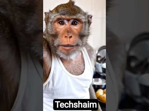 Corporate MonkeyVlog #viral #trending #monkeyvlogs #trend #monkey #aianimation #aitools