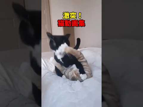 猫の動画サムネイル - 激突！猫ファイト！ #猫 #cat #cats #cute