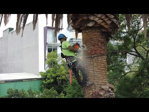Mexico City removes iconic palms suffering from disease | AFP