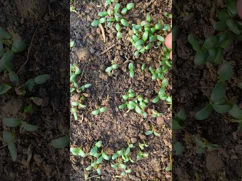 मैथी पालक उग कर तैयार है #garden #gardenplants #ytshort #kitchengarden