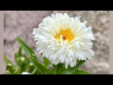 #вашізамовлення #ехінацеі #жовтень #2026