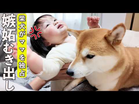 ママを独り占めした柴犬に1歳娘の嫉妬心が大爆発しましたwww