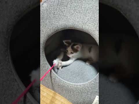 じゃれている猫#cat #ねこ #子ネコ #cute