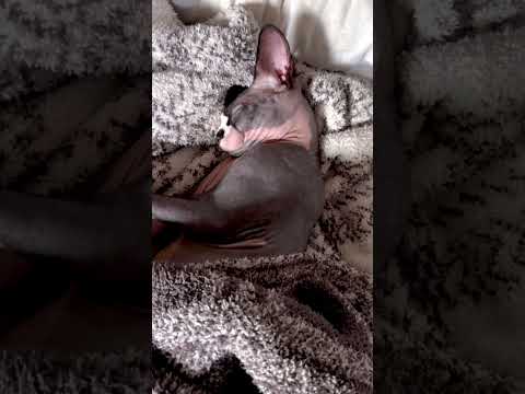 SLEEPY LITTLE BABY!! #shorts #cat 