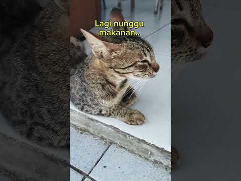 kucing lapar #cat #kucing