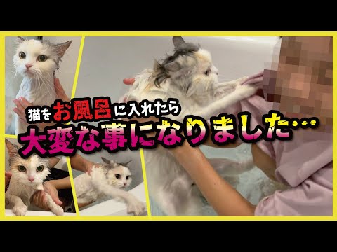 【注意】猫をお風呂に入れると大変なことが起きてしまいます！！【プレミア配信】【関西弁でしゃべる猫】【猫アテレコ】