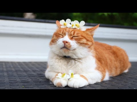猫の動画サムネイル - どくだみの花　のせ猫　250805