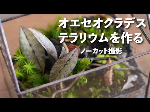 【ノーカット作製動画】渋カッコいい蘭オエセオクラデスのテラリウム #188