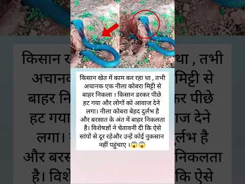“जब खेत में प्रकट हुआ नीला कोबरा – धरती का अद्भुत चमत्कार 🐍✨”