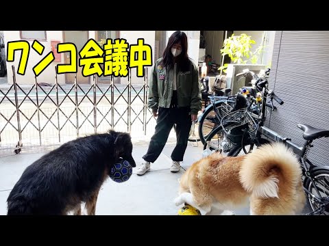 ワンコ達と重要会議中・シェパード犬マック・秋田犬そら・孫娘梨々香