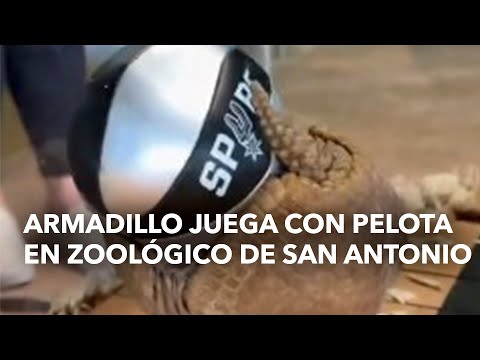 Armadillo Juega con pelota en zoológico de San Antonio