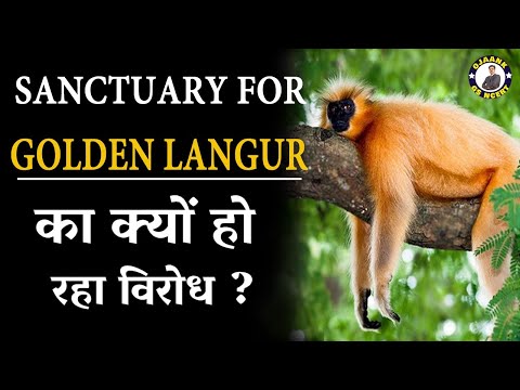 Why Assam Villagers oppose for Golden Langur Sanctuary?| Why is the golden langur endangered?