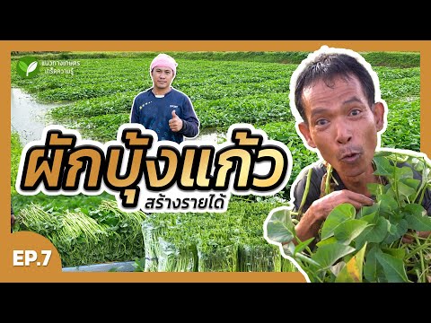 ปลูกผักบุ้งแก้วในนาข้าวให้ต้น