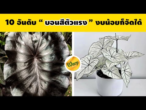 10-บอนสีตัวเเรง-ราคาถูก-งบน้อย 10-บอนสีตัวเเรง-ราคาถูก-งบน้อย