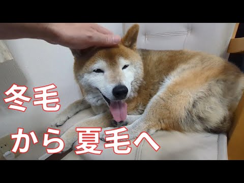 【1018】柴犬さんを説得しました サムネイル