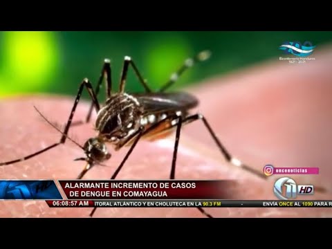 Once Noticias Primera Hora | Alarmante incremento de casos de Dengue en Comayagua