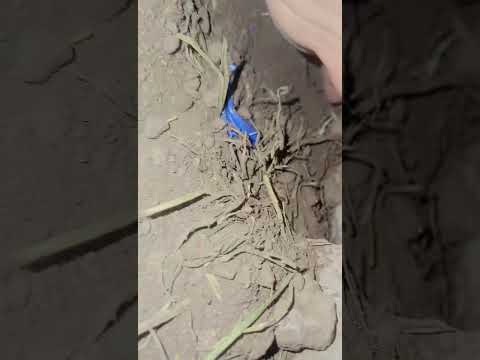 #rabbit house and rabbit Children