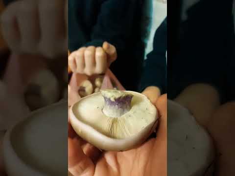 Рядовка лиловоногая #грибы #mushroom #shorts