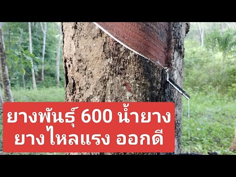 ยางพันธุ์600กรีด1วันพักน้