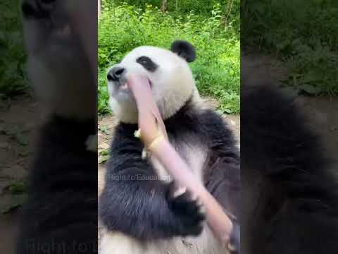 Why do panda eat bamboo 😲🤔#shorts #panda