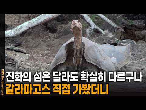 '와 진짜 다르긴 다르구나..' 진화의 섬 갈라파고스 가봤더니 | KBS 걸어서 세계 속으로 20260114 방송