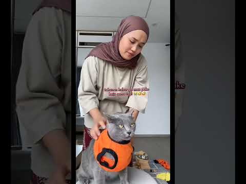 poby ngamuk lagi🤣 #semuaorang #pororo #fypシ #cat #fypシ゚viral #kucing #kucinglucu