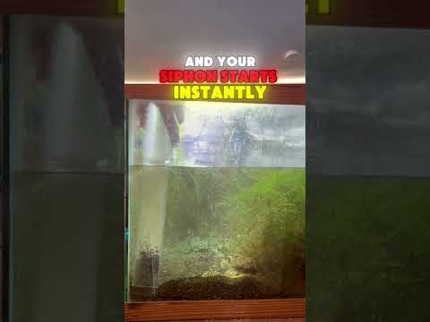 NEVER Start a Aquarium Siphon Like This! 🚨 STOP sucking on your siphon tube! If you’re still starting your aquarium siphon the wrong way