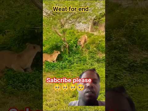 lion vs tiger animal lover #shorts #shortsfeed #youtubeshorts