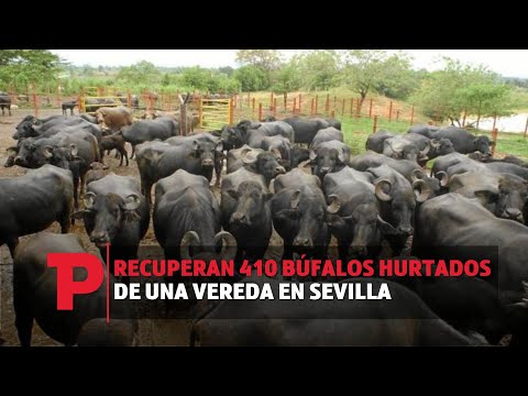 Recuperan 410 búfalos hurtados de una vereda en Sevilla I27.10.2023I Telepacífico Noticias