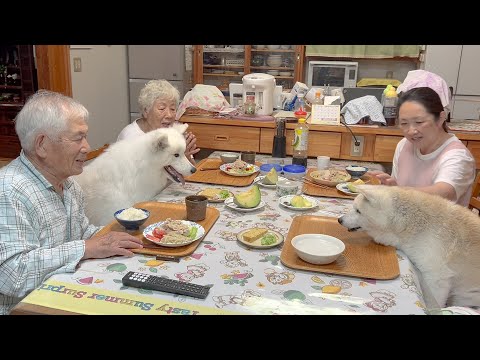 柴犬あいちゃん１６歳の誕生日、今年も元気にお祝いすることができました。