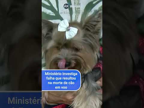 Polícia vai investigar morte de cachorro embarcado em voo errado da Gol | SBT Brasil (24/04/24)
