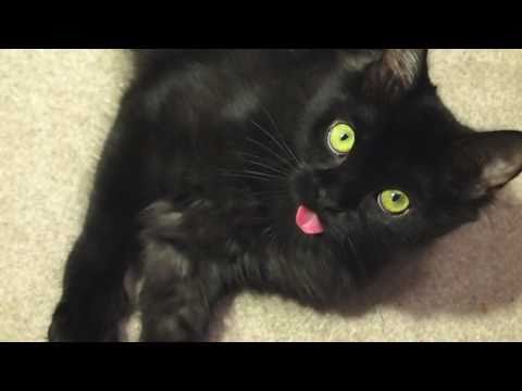 Kitteh Doesnt Put Tongue Away (original)