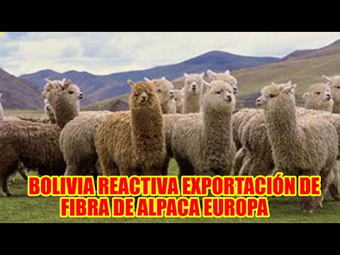 BOLIVIA REACTIVO SUS OPERACIONES Y EXPORTA 16 TONELADAS DE FIBRA DE ALPACA DE PRIMERA CALIDAD EUROPA