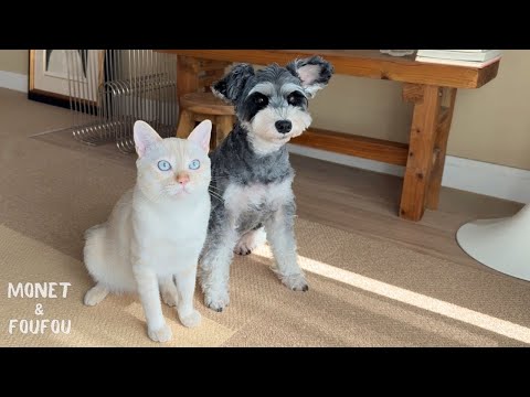 犬と猫の本音に触れた日。こんな幸せがあるなんて