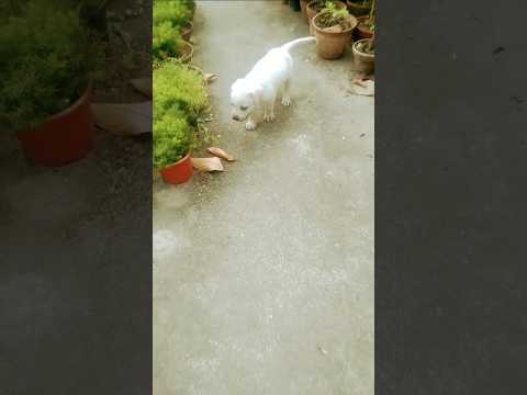 cute puppy dog🐕🤗 viraldog##video##TODO lifestile##