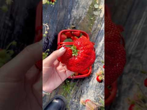 Delicious fruit #garden #farming #harvest #vegetables #fruit