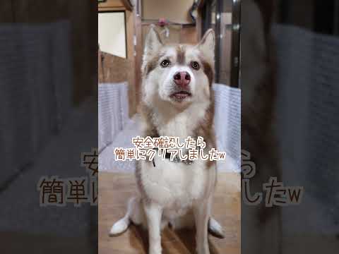 大型犬が3頭いる廊下にプチプチシートを敷いてみた結果…#shorts
