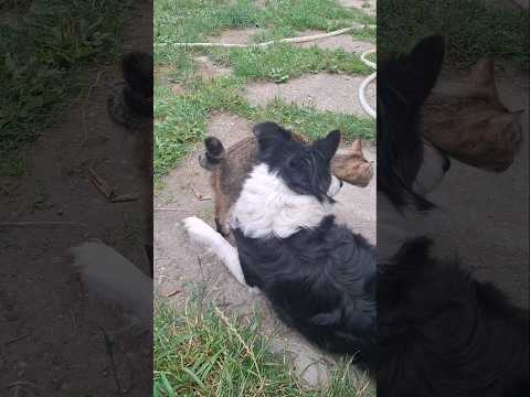 Dog looks after kittens 🐕😻 #catshorts #dogshorts #kitten #cat #dog